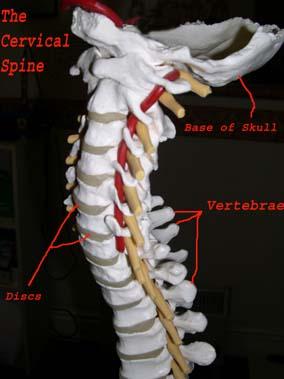 Labelled Model of Cervical Spine