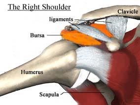 Diagram of Right Shoulder