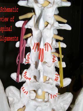 Schematic View of Spinal Ligaments